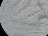Lasiosphaeria hirsuta image