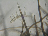 Lasiosphaeria hirsuta image
