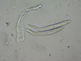 Lasiosphaeria hirsuta image