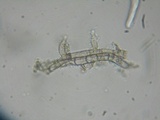 Lasiosphaeria hirsuta image