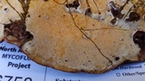 Phellinus conchatus image