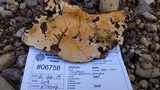 Phellinus conchatus image