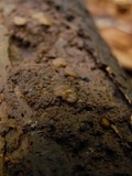 Pachyella babingtonii image