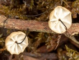 Marasmius alveolaris image