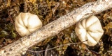 Marasmius alveolaris image