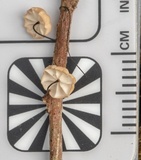 Marasmius alveolaris image