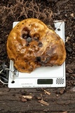 Suillus luteus image