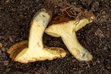 Suillus luteus image