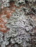 Hypogymnia physodes image