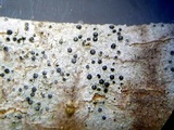 Diplotomma alboatrum image