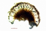 Diplotomma alboatrum image
