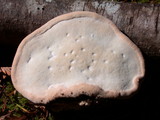 Fomitopsis mounceae image