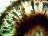 Diplotomma alboatrum image