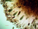Diplotomma alboatrum image