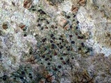 Bacidia laurocerasi image