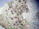 Bacidia laurocerasi image