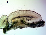 Bacidia laurocerasi image