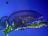 Bacidia laurocerasi image