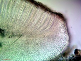 Bacidia laurocerasi image
