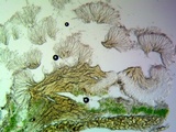 Bacidia laurocerasi image