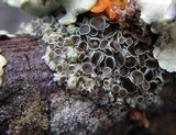 Physcia pumilior image