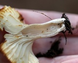 Cuphophyllus pratensis image