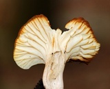 Cuphophyllus pratensis image