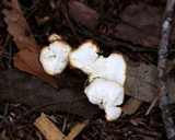 Cuphophyllus pratensis image