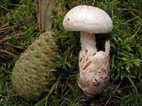 Amanita dolichopus image
