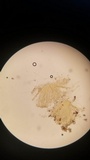 Helvella solitaria image