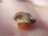 Helvella solitaria image