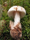 Amanita dolichopus image