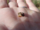 Helvella solitaria image