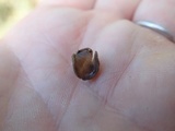Helvella solitaria image