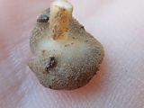 Helvella solitaria image