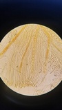 Helvella solitaria image
