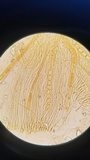 Helvella solitaria image