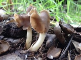 Helvella compressa image