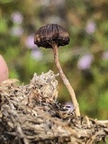 Psilocybe coprophila image