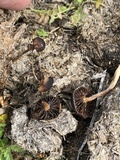 Psilocybe coprophila image