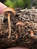 Psilocybe coprophila image
