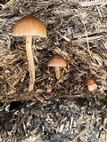 Psilocybe coprophila image