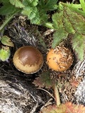 Psilocybe coprophila image