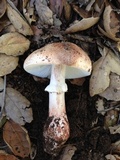 Amanita cruentilemurum image