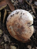 Amanita cruentilemurum image