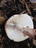 Amanita cruentilemurum image