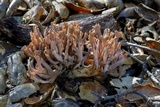 Helminthosphaeria clavariarum image