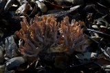 Helminthosphaeria clavariarum image