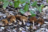 Inocybe fraudans image