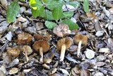 Inocybe fraudans image
